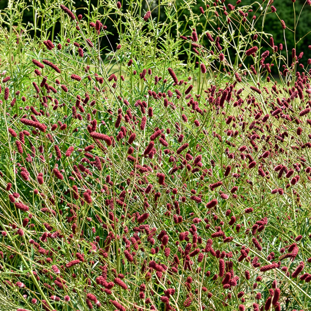 Verkoop 5 vaste planten voor bloemenweide - Panicum virgatum,Sesleria autumnalis, Allium sphaerocephalon,Veronicastrum virginicum, Sanguisorba officinalis      