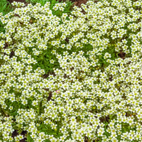 Steenbreek Arends Pixie White Steenbreek (x3) - Saxifraga arendsii White Pixie - Bakker