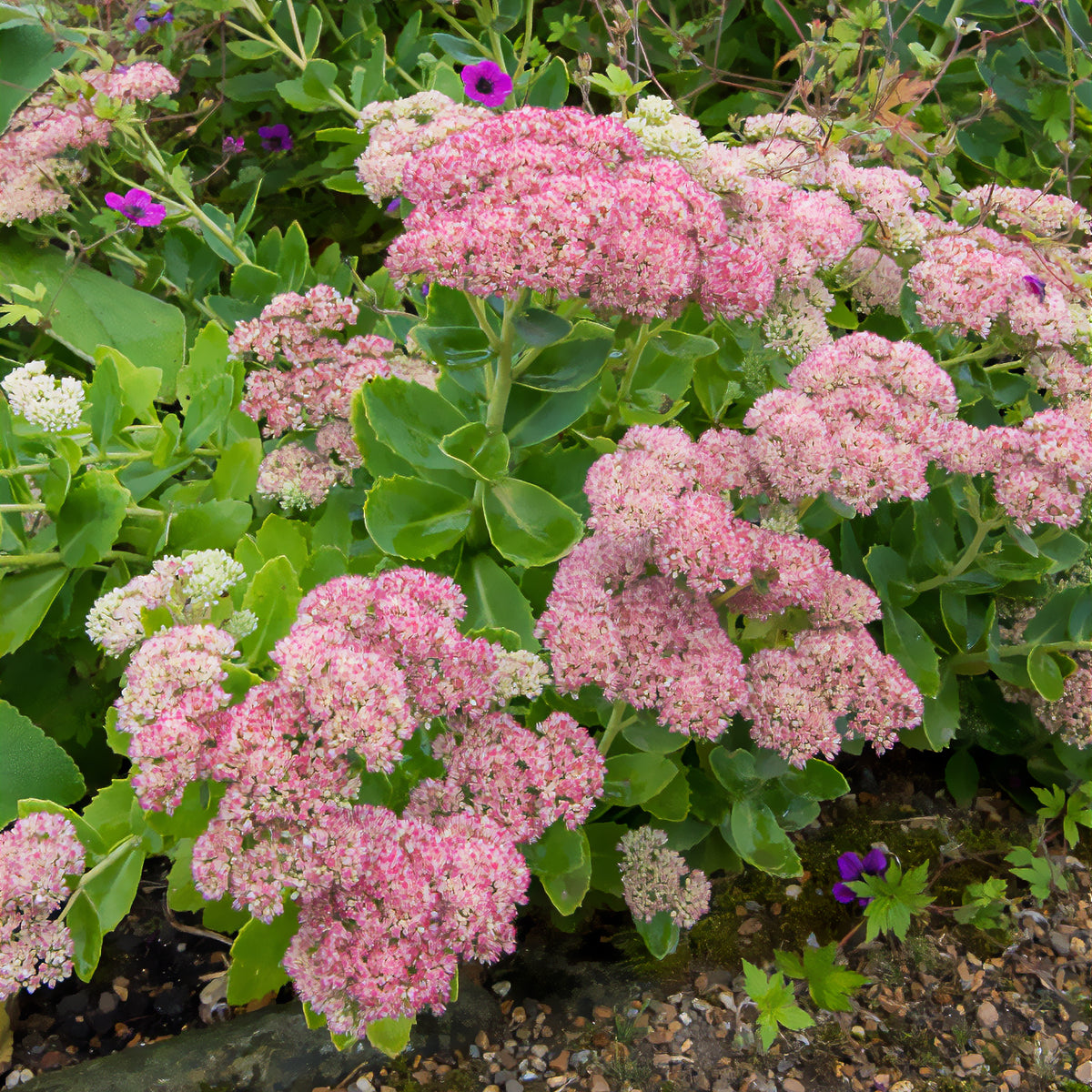 Sedum - Vetkruid - Vetkruid 'Herbstfreude' - Sedum herbstfreude