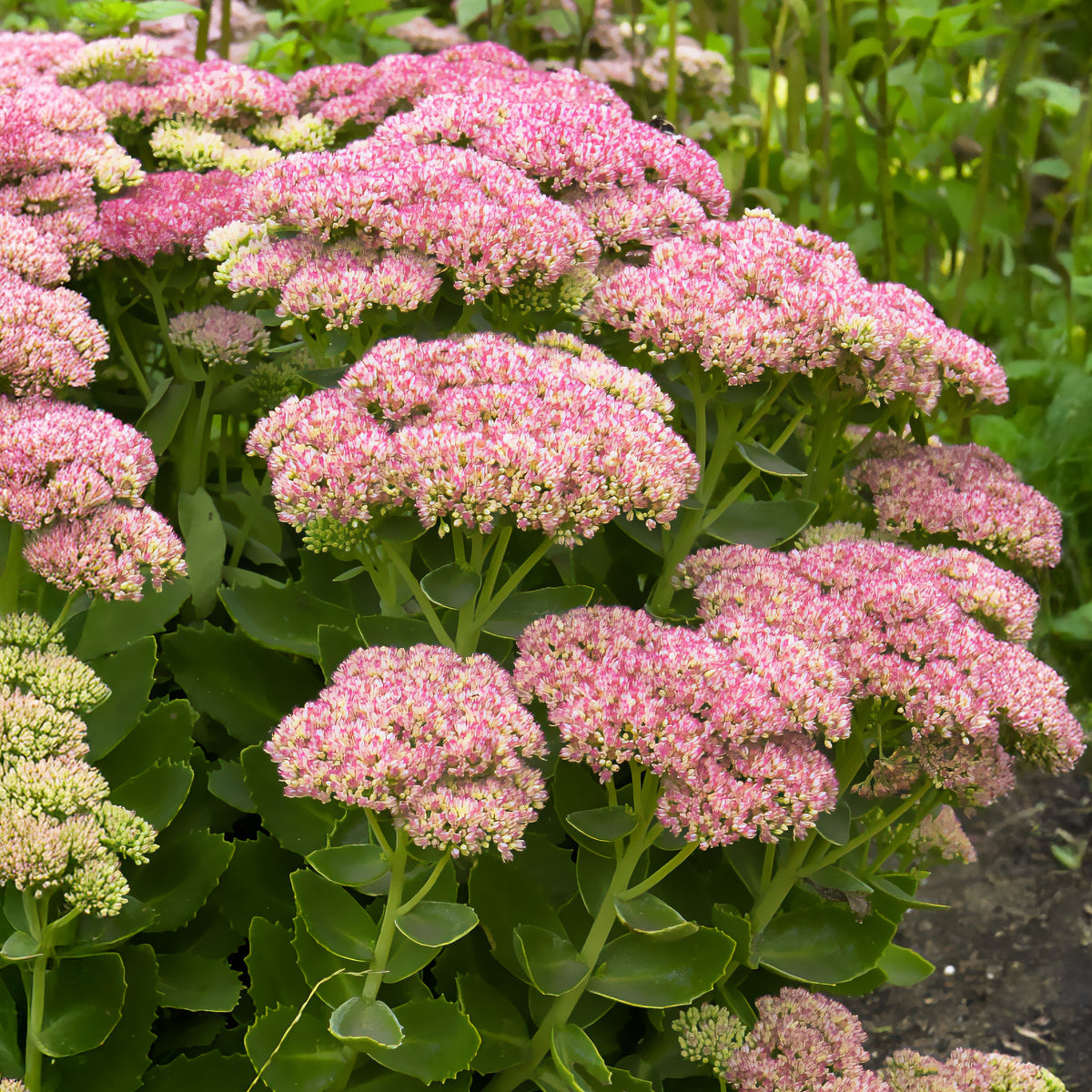 Sedum herbstfreude - Vetkruid 'Herbstfreude' - Sedum - Vetkruid
