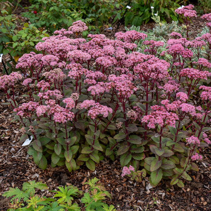 Verkoop Vetkruid 'Matrona' - Sedum matrona