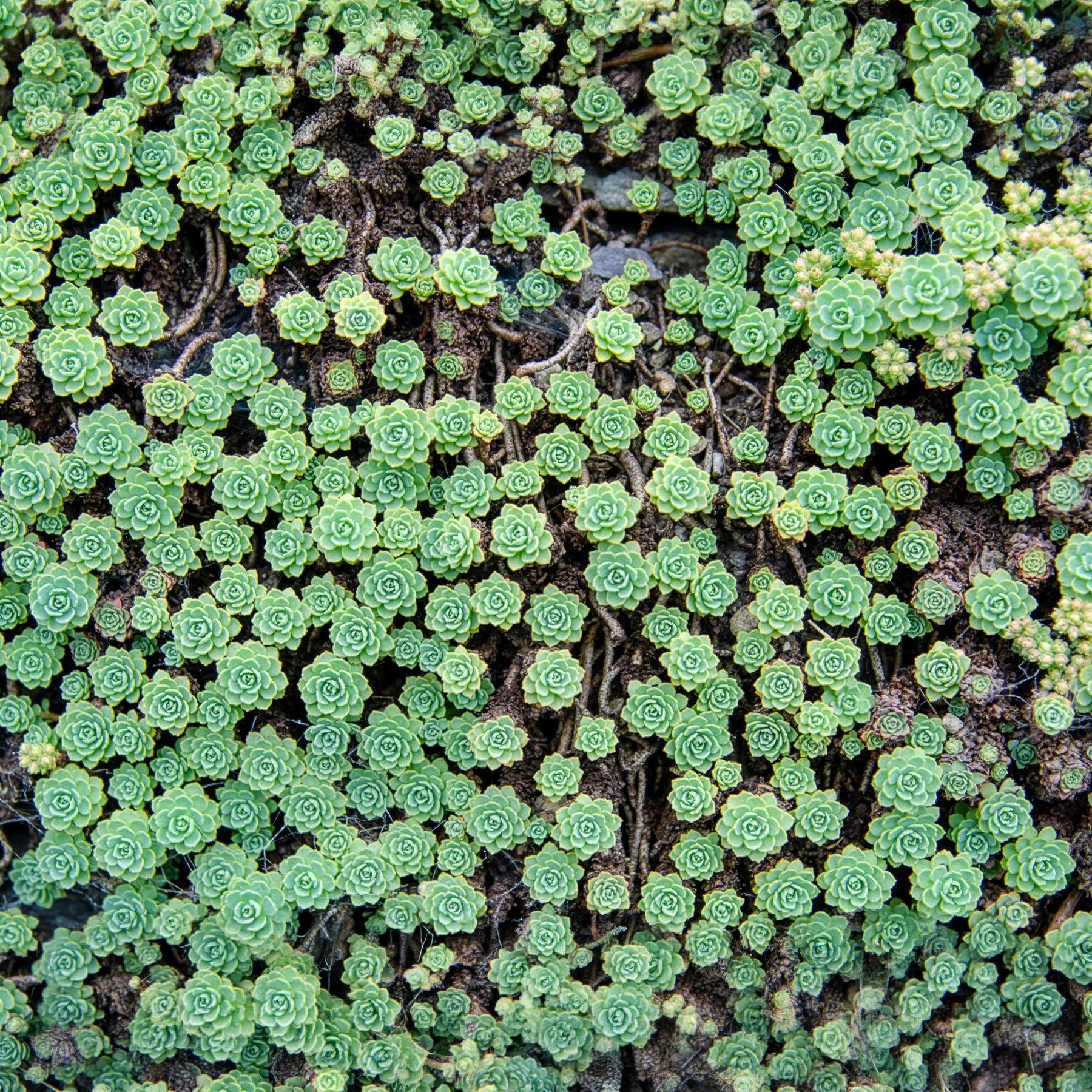 Vetkruid pachyclados - Sedum pachyclados - Bakker
