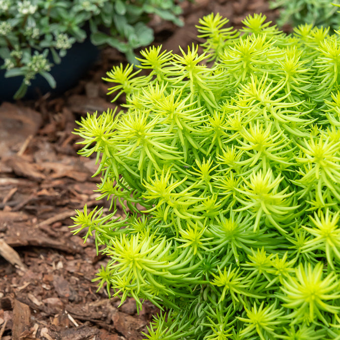 Vetkruid 'Reflexum Angelina' - Sedum reflexum Angelina - Bakker