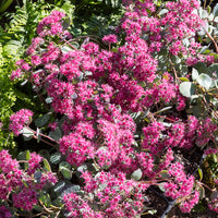 Vetkruid Siebold - Sedum sieboldii - Bakker