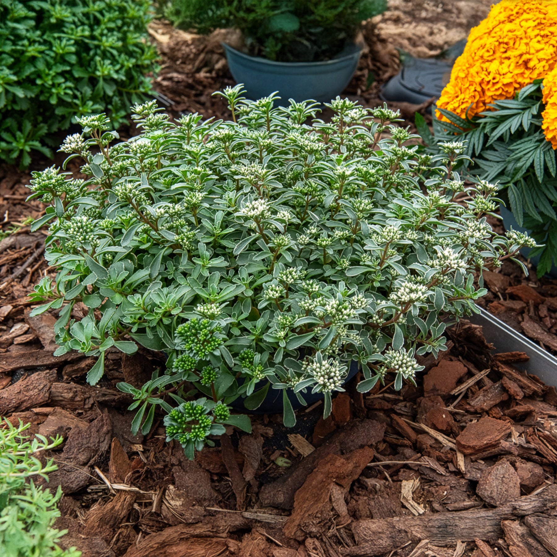 Verkoop Roze vetkruid - Sedum spurium Variegatum