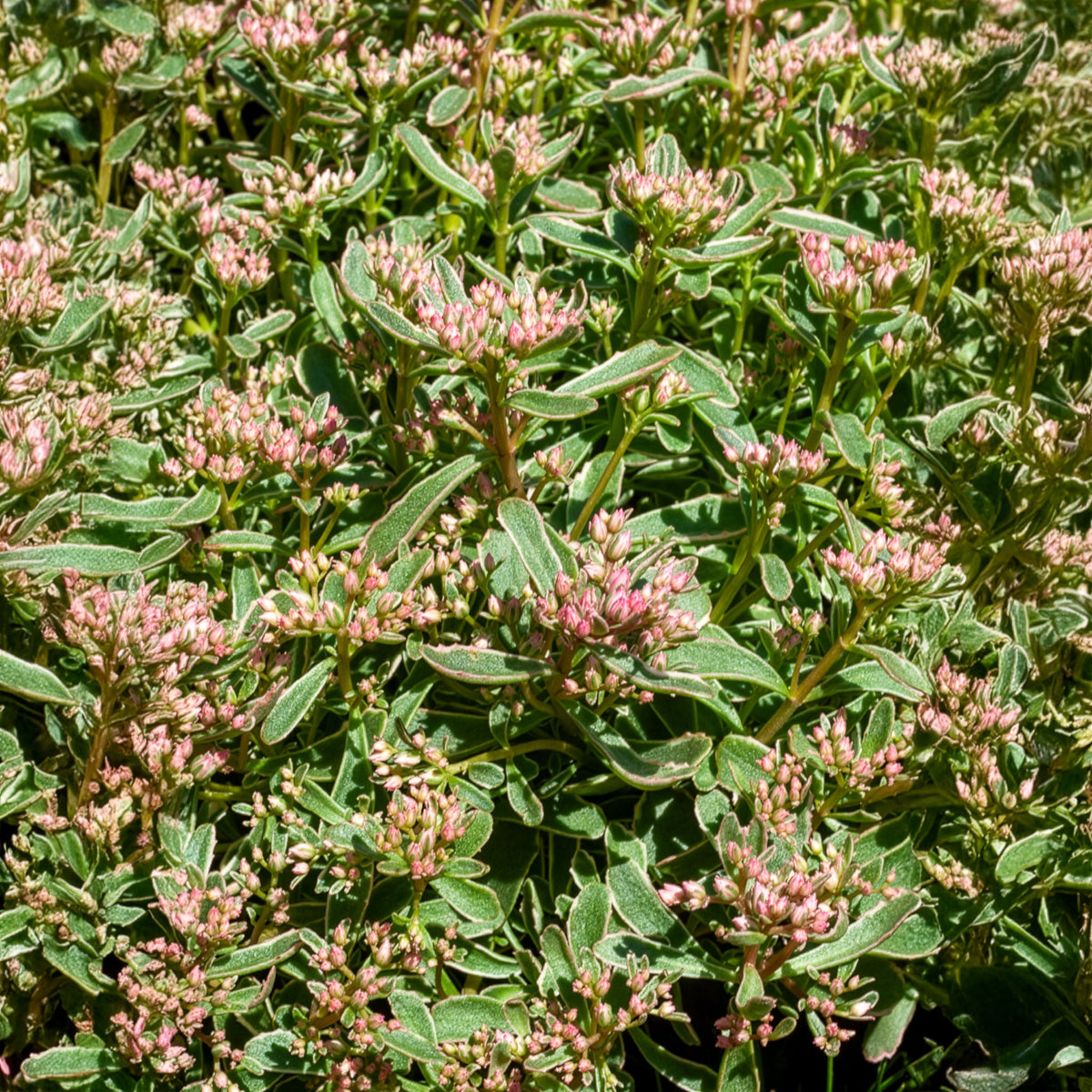 Sedum - Vetkruid - Roze vetkruid - Sedum spurium Variegatum