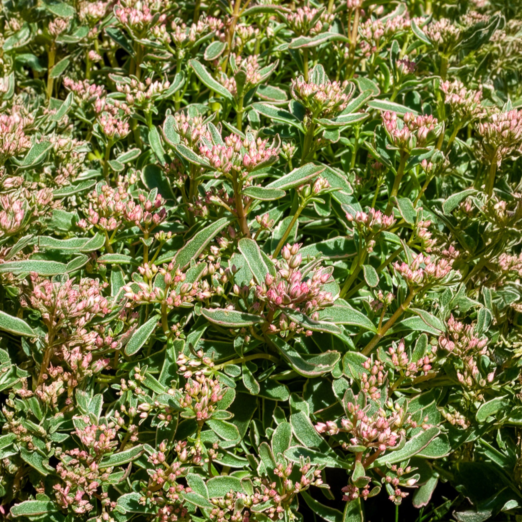 Sedum - Vetkruid - Roze vetkruid - Sedum spurium Variegatum