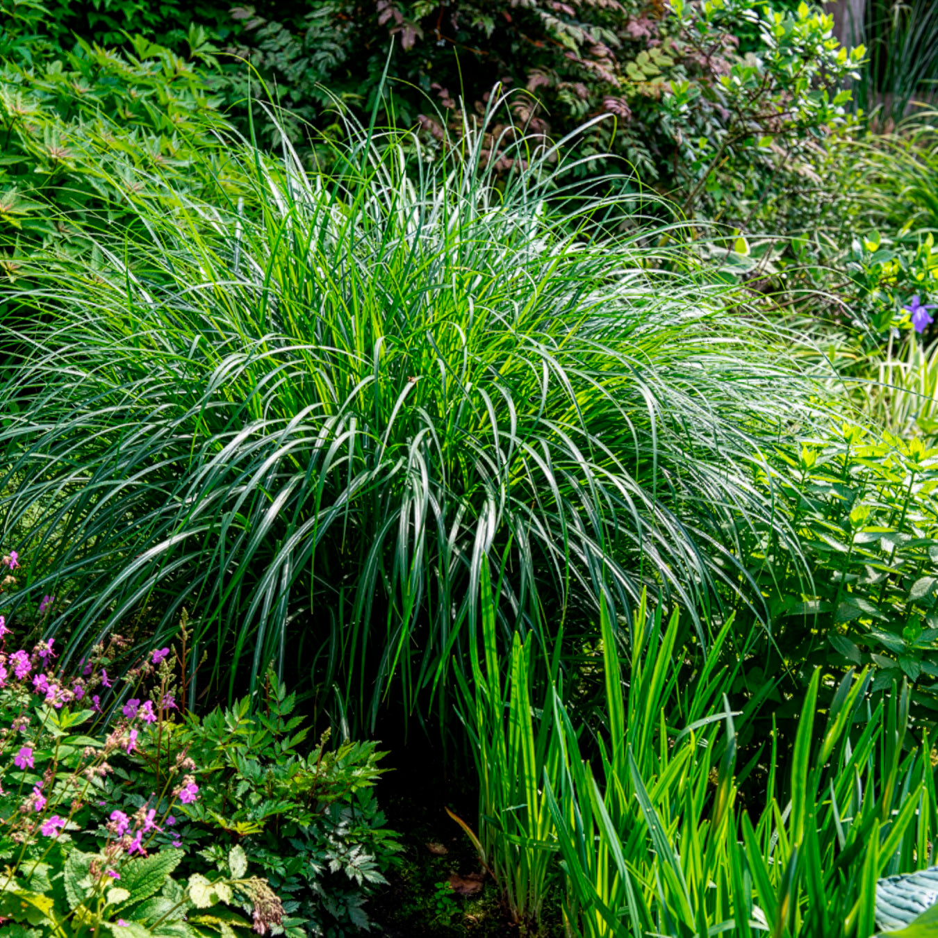 Laurierhaag Otto Luyken - Miscanthus sinensis kleine silberspinne - Bakker