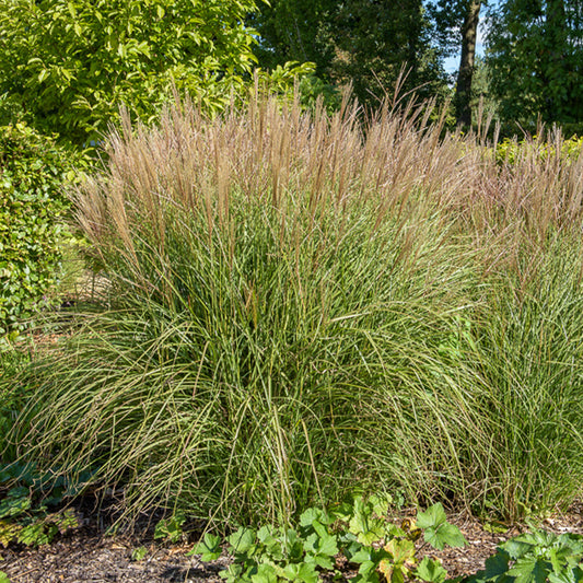 Laurierhaag Otto Luyken - Bakker