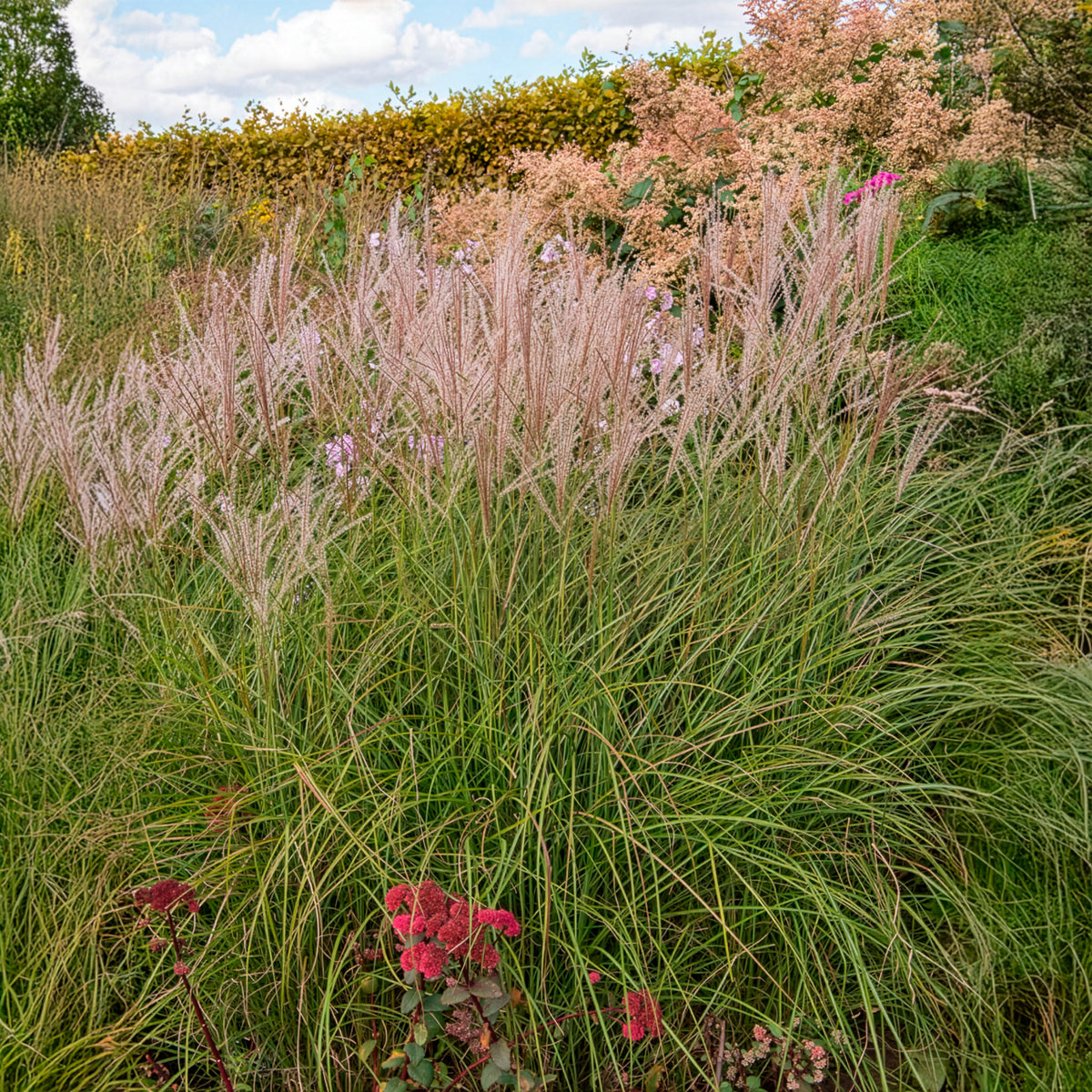 Miscanthus sinensis kleine silberspinne - Laurierhaag Otto Luyken - Miscanthus - Chinees riet
