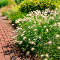 Pennisetum - Lampenpoetsersgras - Pennisetum villosum