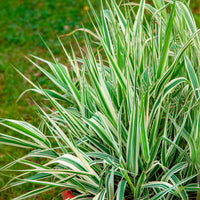 Phalaris arundinacea Picta - Rietgras Picta - Riet