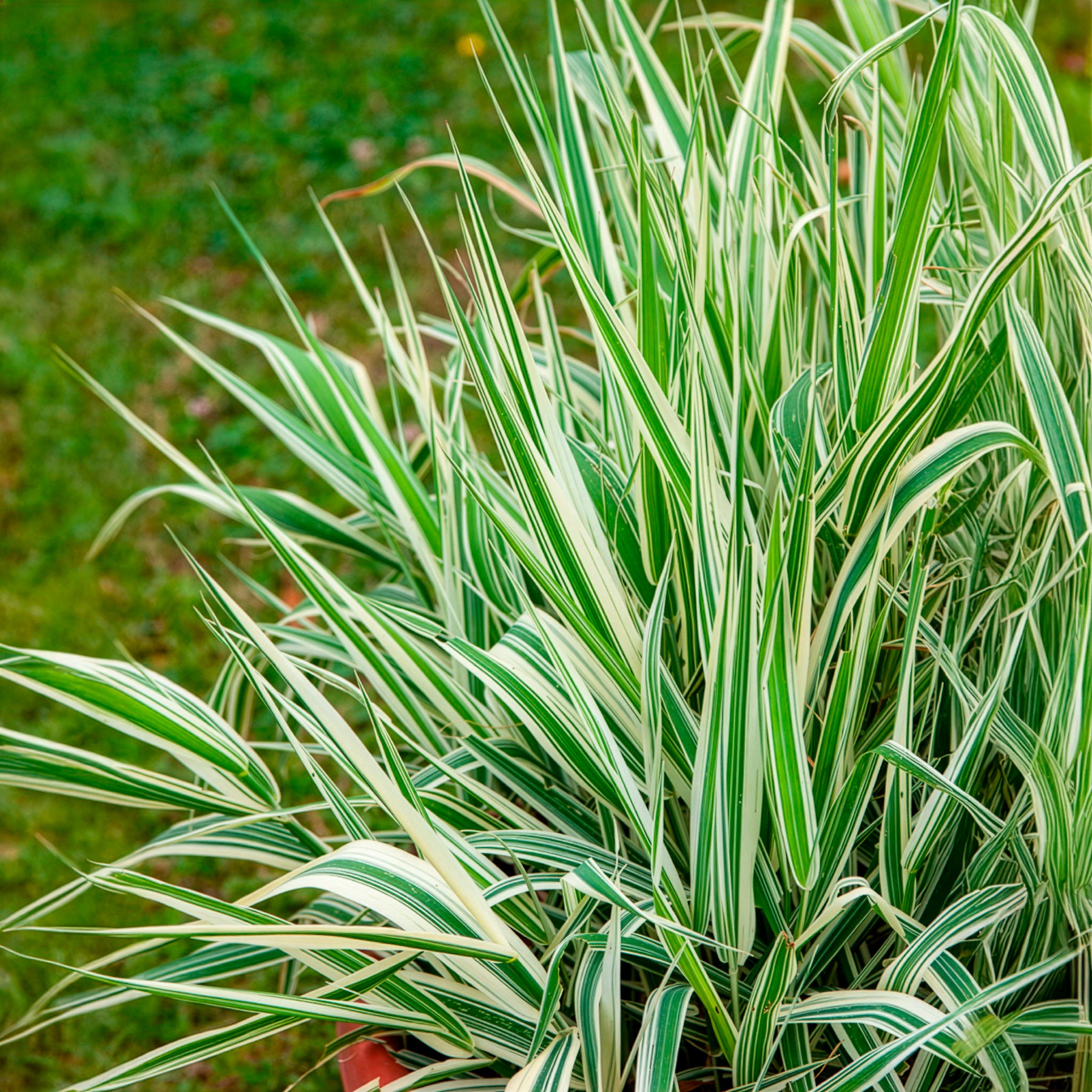 Phalaris arundinacea Picta - Rietgras Picta - Riet