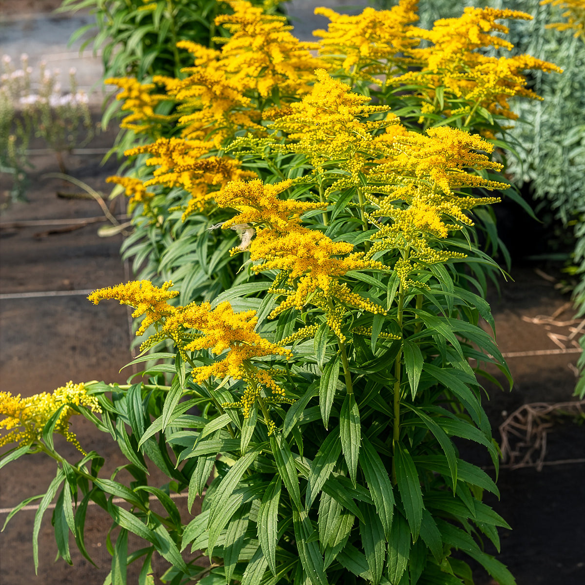 Canadese guldenroede  Golden Dwarf - Solidago Golden Dwarf - Bakker
