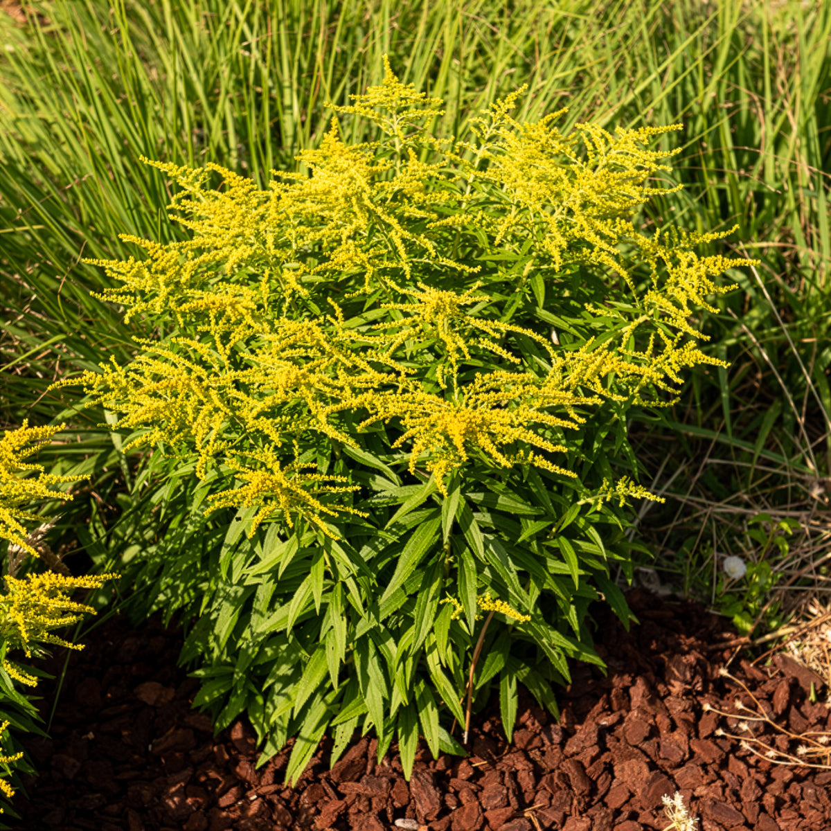 Canadese guldenroede  Golden Dwarf - Bakker