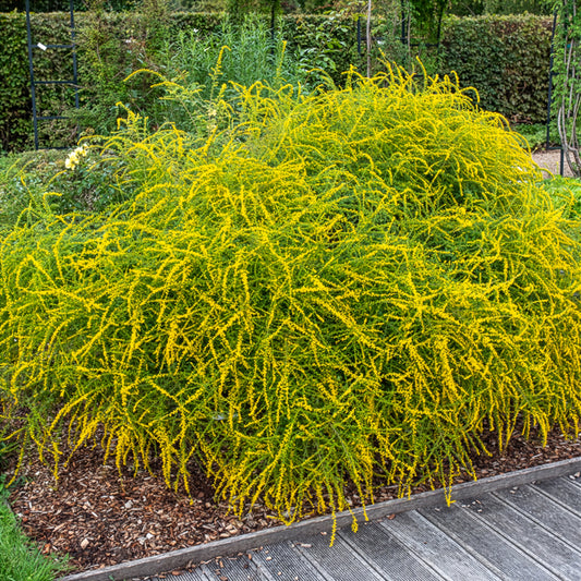 Guldenroede Fireworks - Bakker