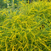 Guldenroede Fireworks - Solidago rugosa Fireworks - Bakker