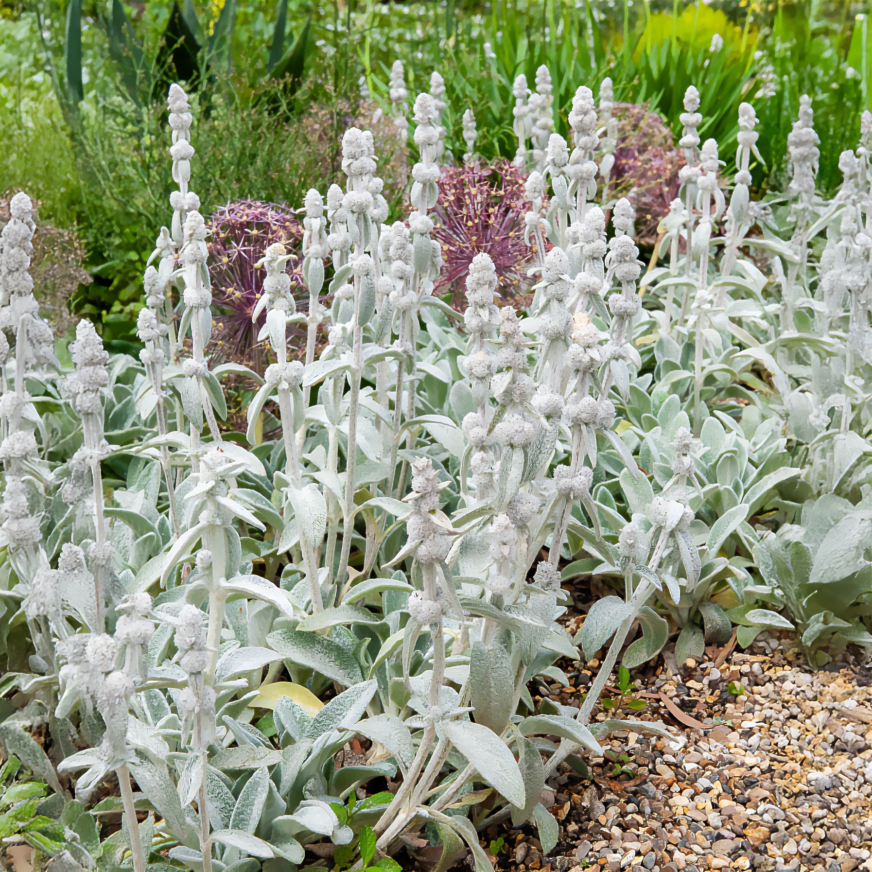 Vaste planten - Exelsoor 'Cotton Boll' - Stachys byzantina Cotton Boll