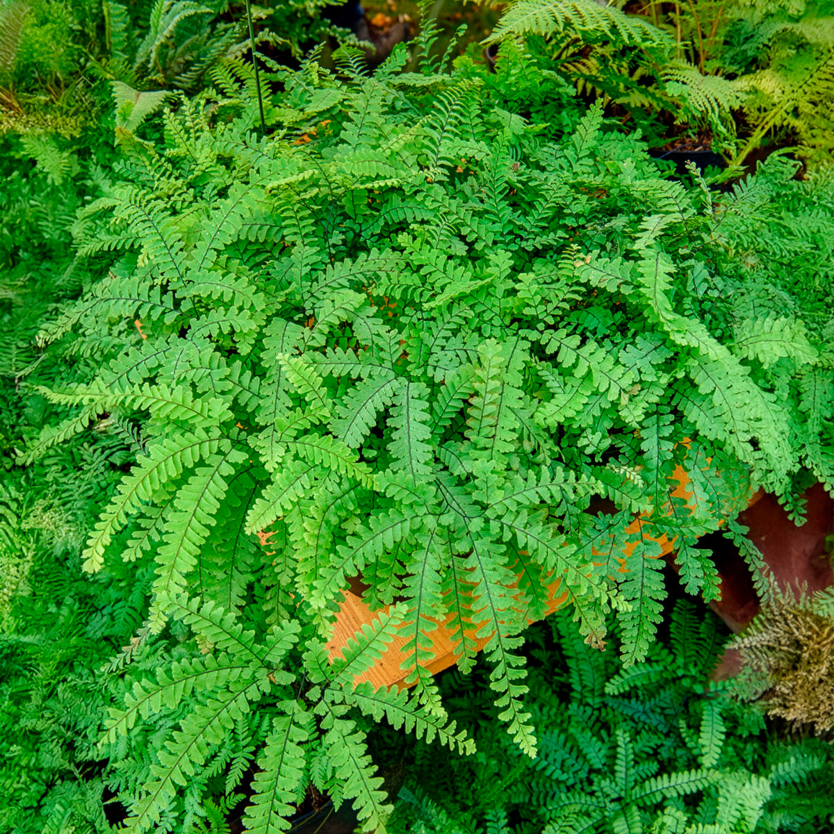Venushaar - Adiantum pedatum - Bakker