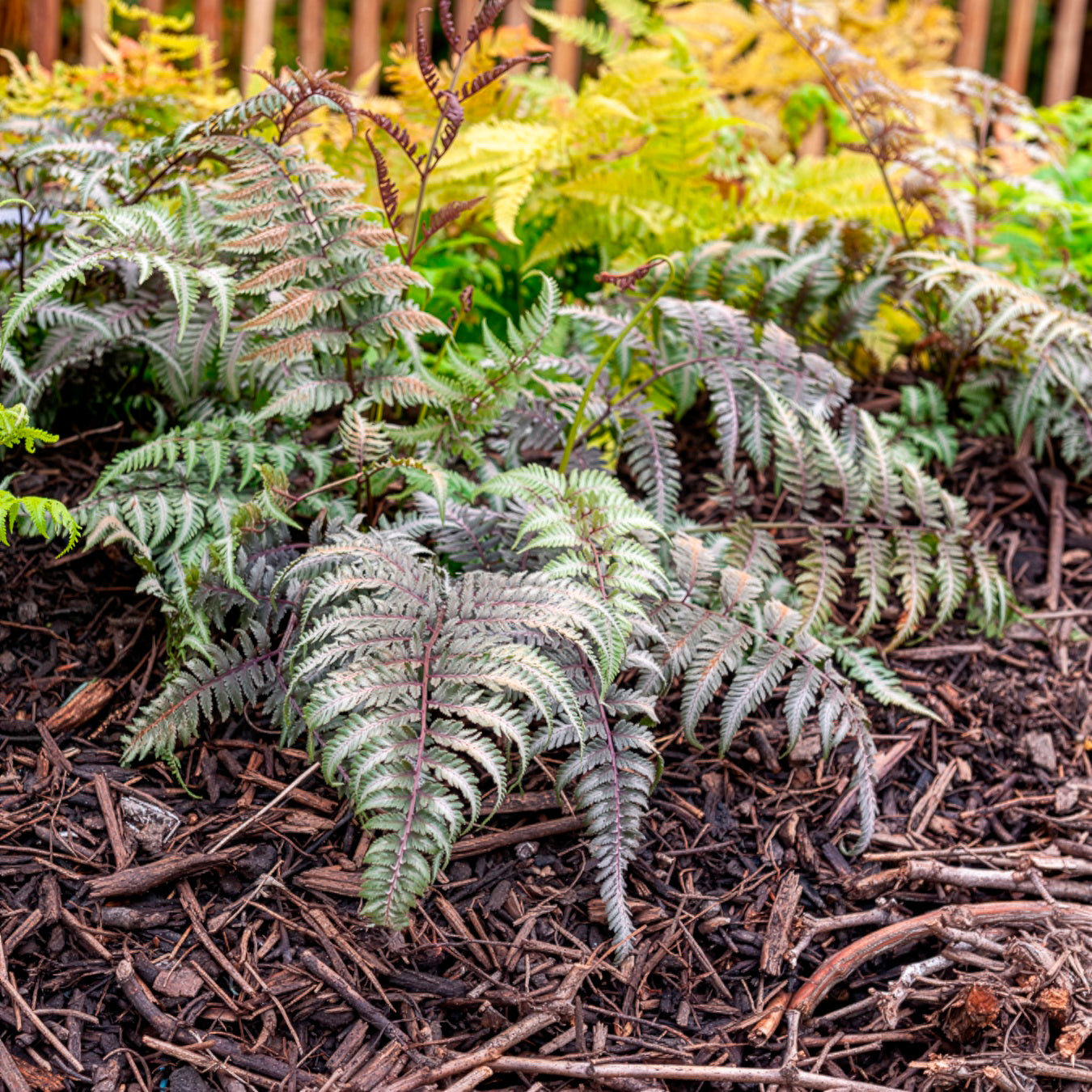 Athyrium niponicum var. pictum (metallicum) - Japanse regenboogvaren - Vaste planten