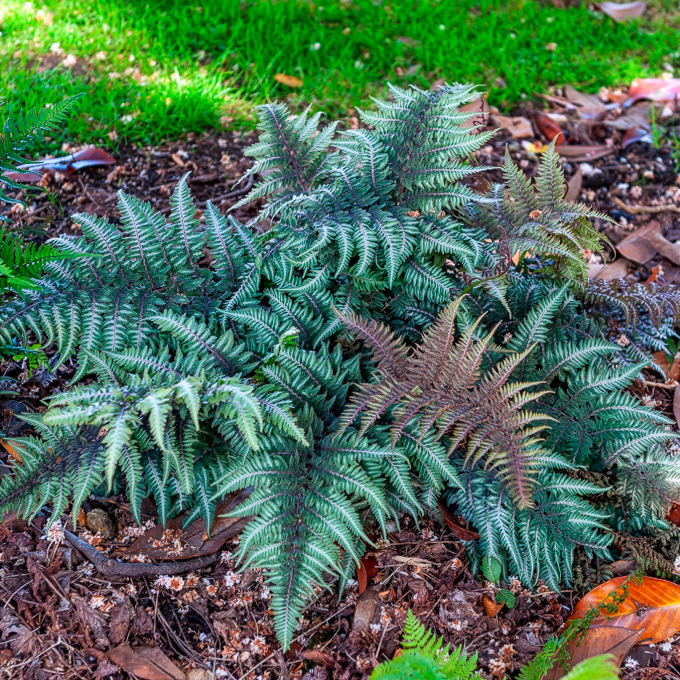 Japanse regenboogvaren - Bakker