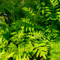 Bolletjesvaren - Onoclea sensibilis - Bakker