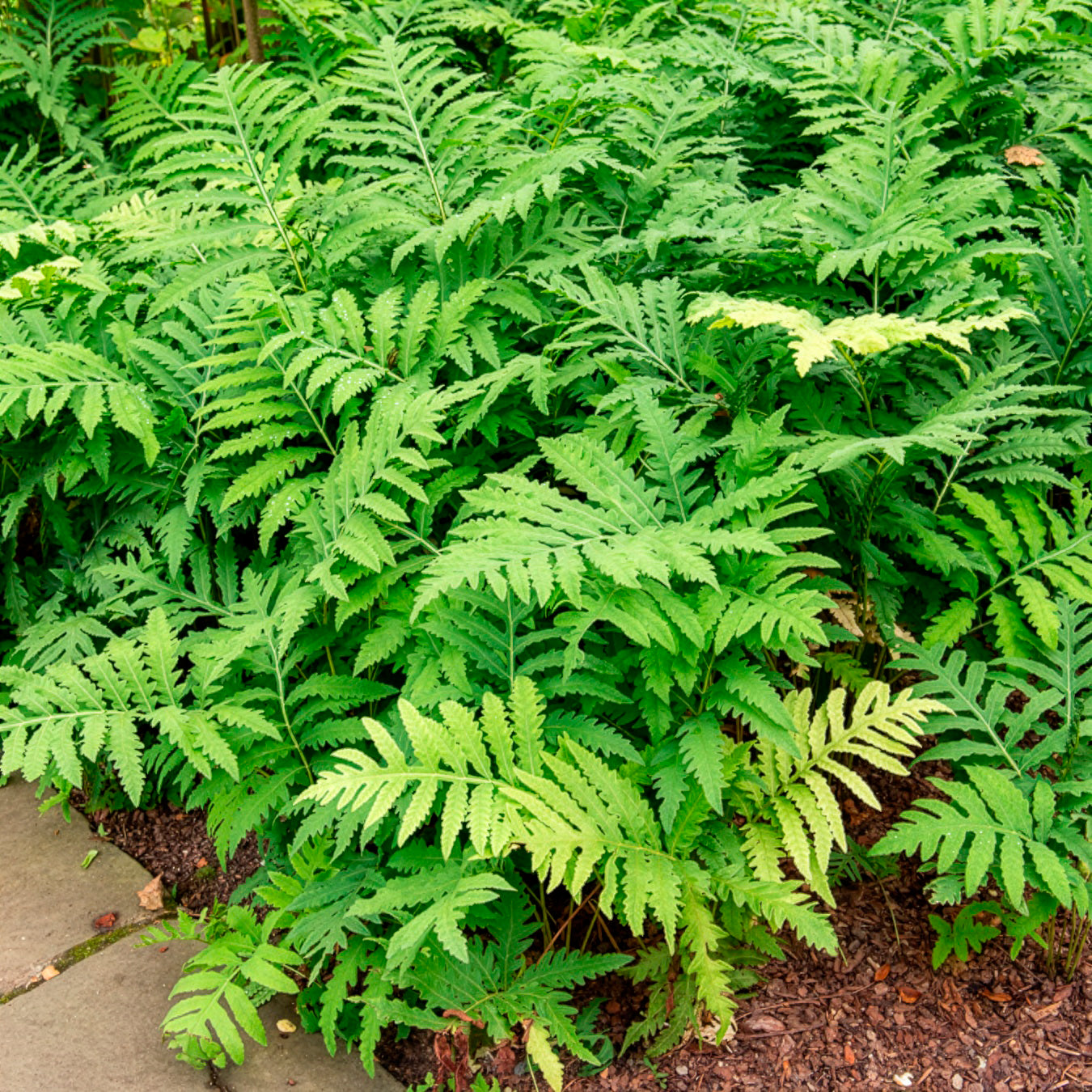 Verkoop Bolletjesvaren - Onoclea sensibilis