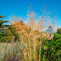 Vedergras Avoine - Siergrassen - Bakker