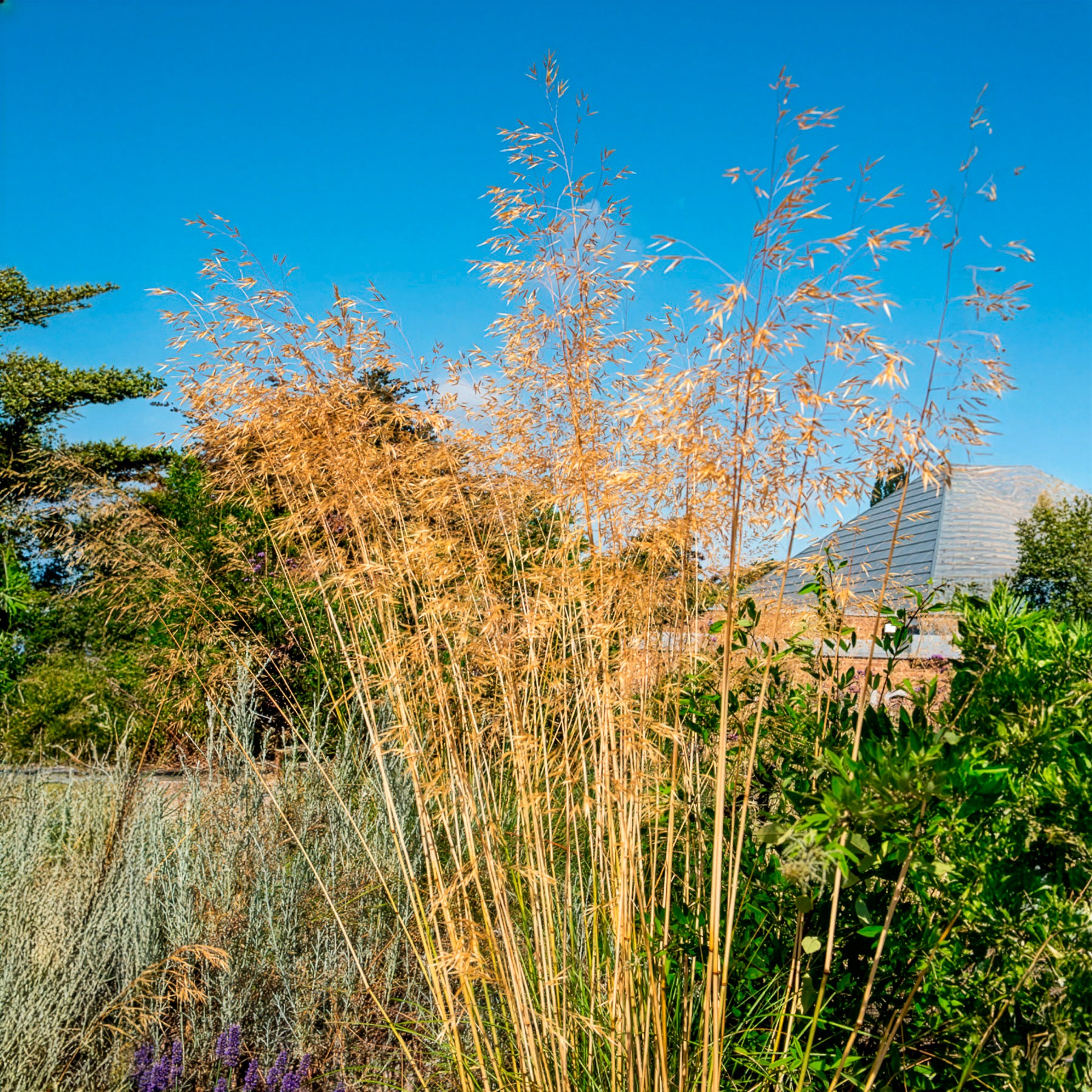 Vedergras Avoine - Siergrassen - Bakker