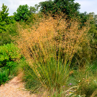 Verkoop Vedergras Avoine - Stipa gigantea