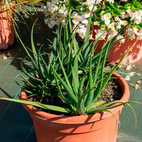 Aloe x safari Sunrise ® - Aloe 'Safari Sunrise'® - Aloë