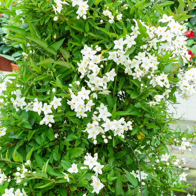 Klimmende nachtschade - Solanum jasminoides - Tuinplanten