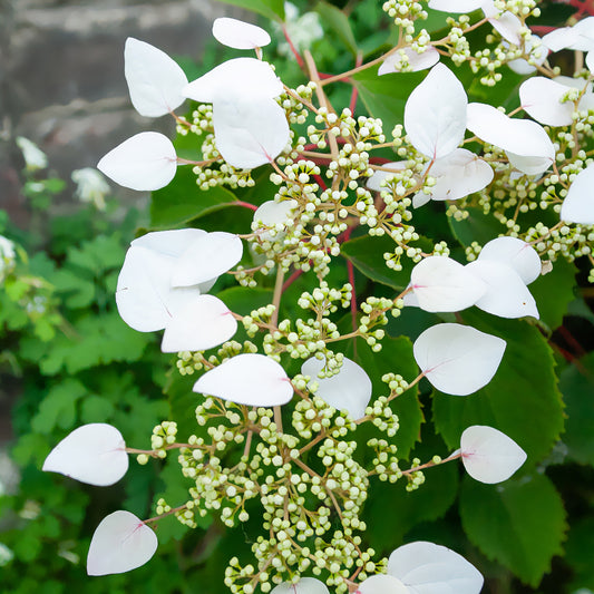 Valse klimhortensia - Bakker