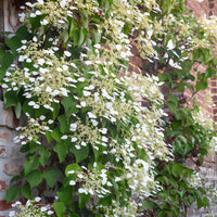 Schizophragma hydrangeoïdes - Valse klimhortensia - Klimplanten