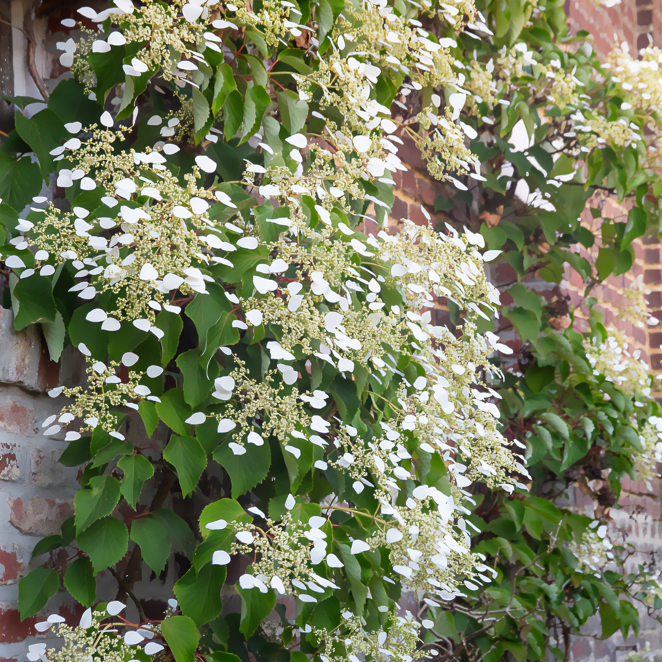 Schizophragma hydrangeoïdes - Valse klimhortensia - Klimplanten