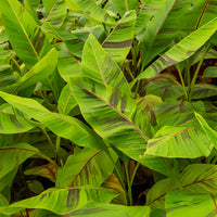 Bananenplant - Japanse Bananenplant Ever Red - Musa sikkimmensis Ever Red