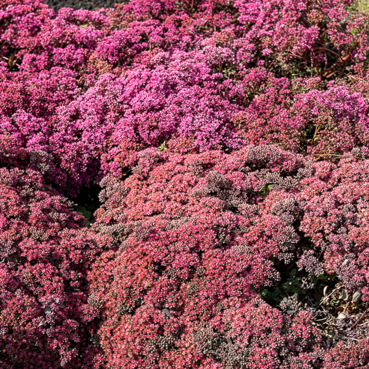 Muurpeper Dazzleberry - Bakker