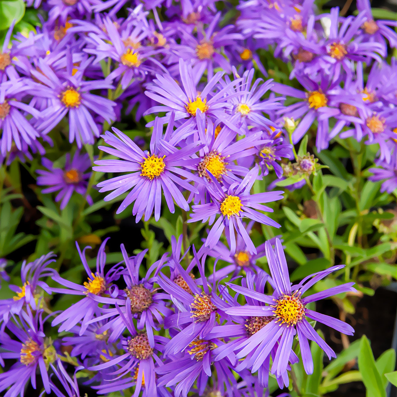 Zomeraster 'Veilchenkönigin' - Aster amellus veilchenkönigin - Bakker