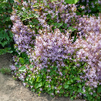 Kruipklokje Lisduggan Variety - Campanula poscharskyana Lisduggan Variety - Bakker