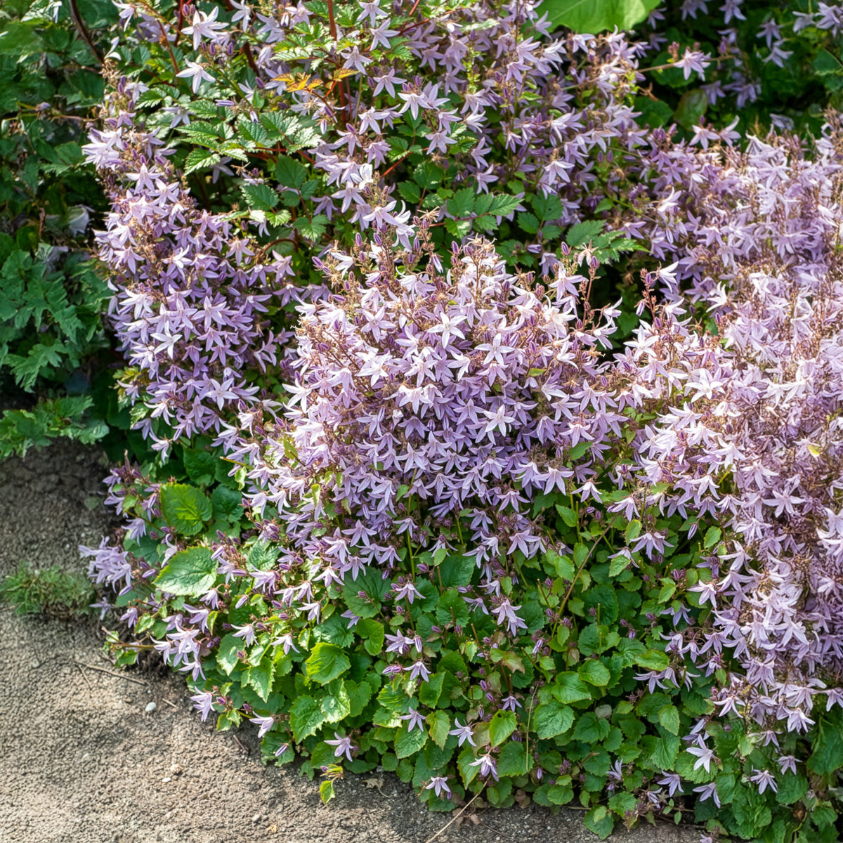 Kruipklokje Lisduggan Variety - Campanula poscharskyana Lisduggan Variety - Bakker