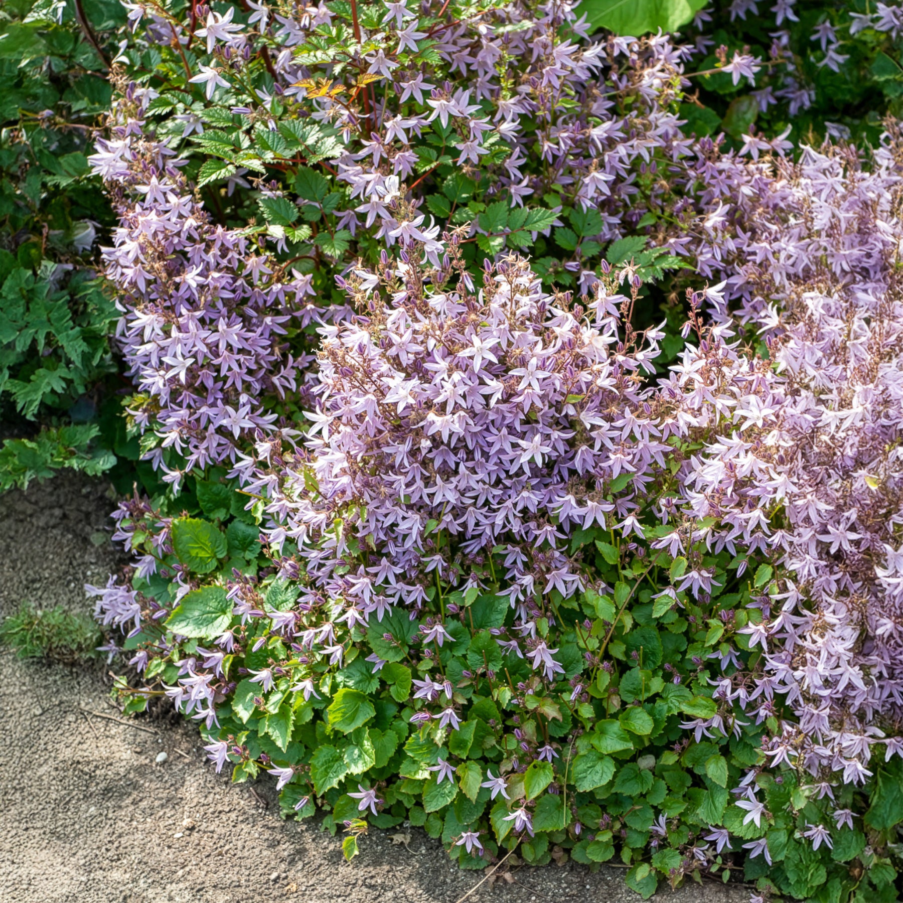 Kruipklokje Lisduggan Variety - Campanula poscharskyana Lisduggan Variety - Bakker
