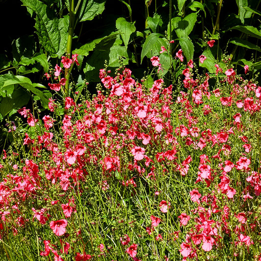 Diascia Ruby Field - Bakker