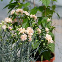 Grasanjer Devon Cream - Dianthus plumarius Devon Cream - Bakker