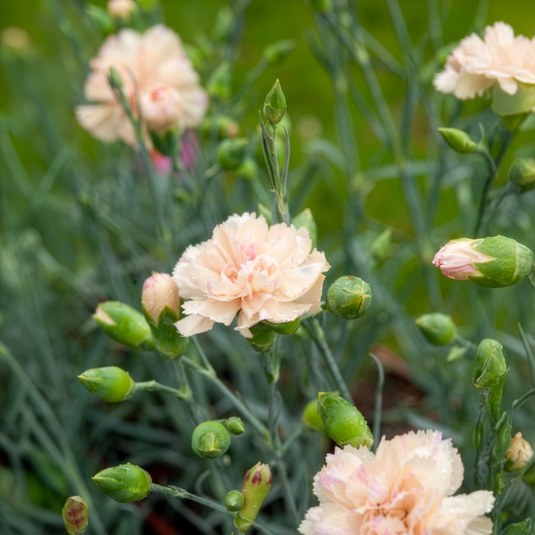 Dianthus plumarius Devon Cream - Grasanjer Devon Cream - Anjers - Dianthus