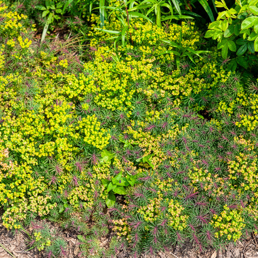 Wolfsmelk Fens Ruby - Bakker