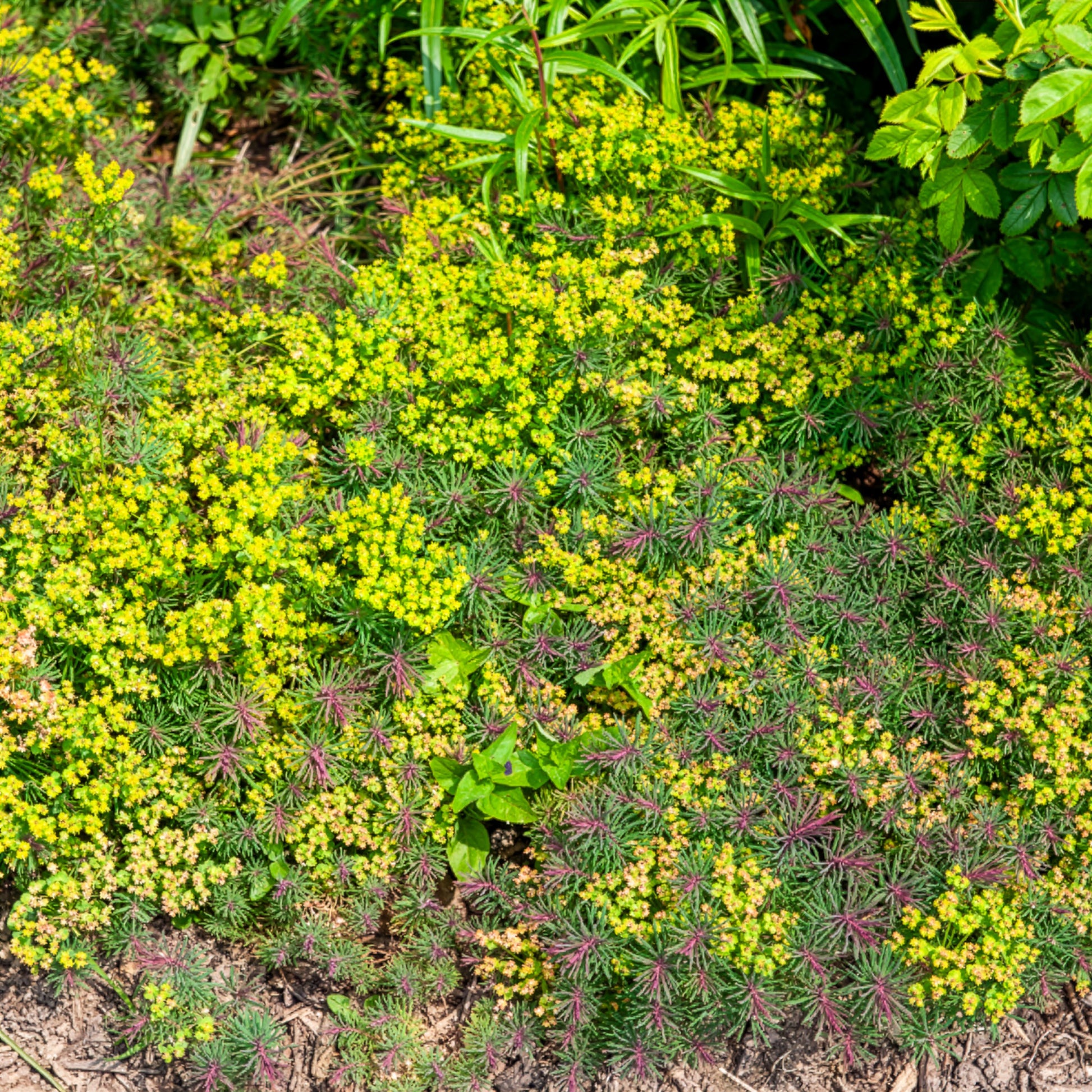 Wolfsmelk Fens Ruby - Bakker