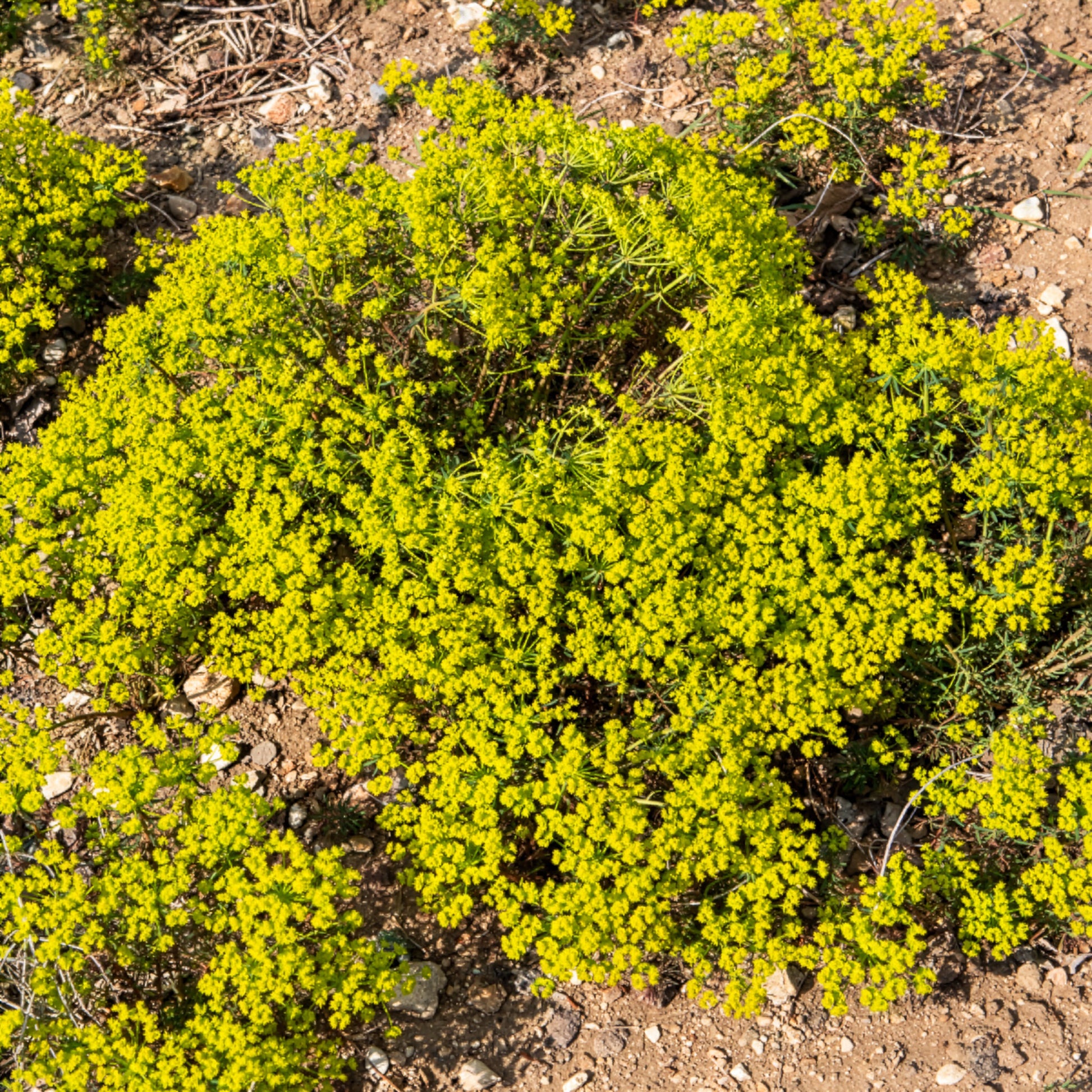 Verkoop Cypreswolfsmelk - Euphorbia cyparissias