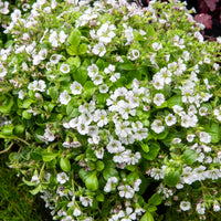 Gipskruid - Gypsophila cerastioides - Bakker
