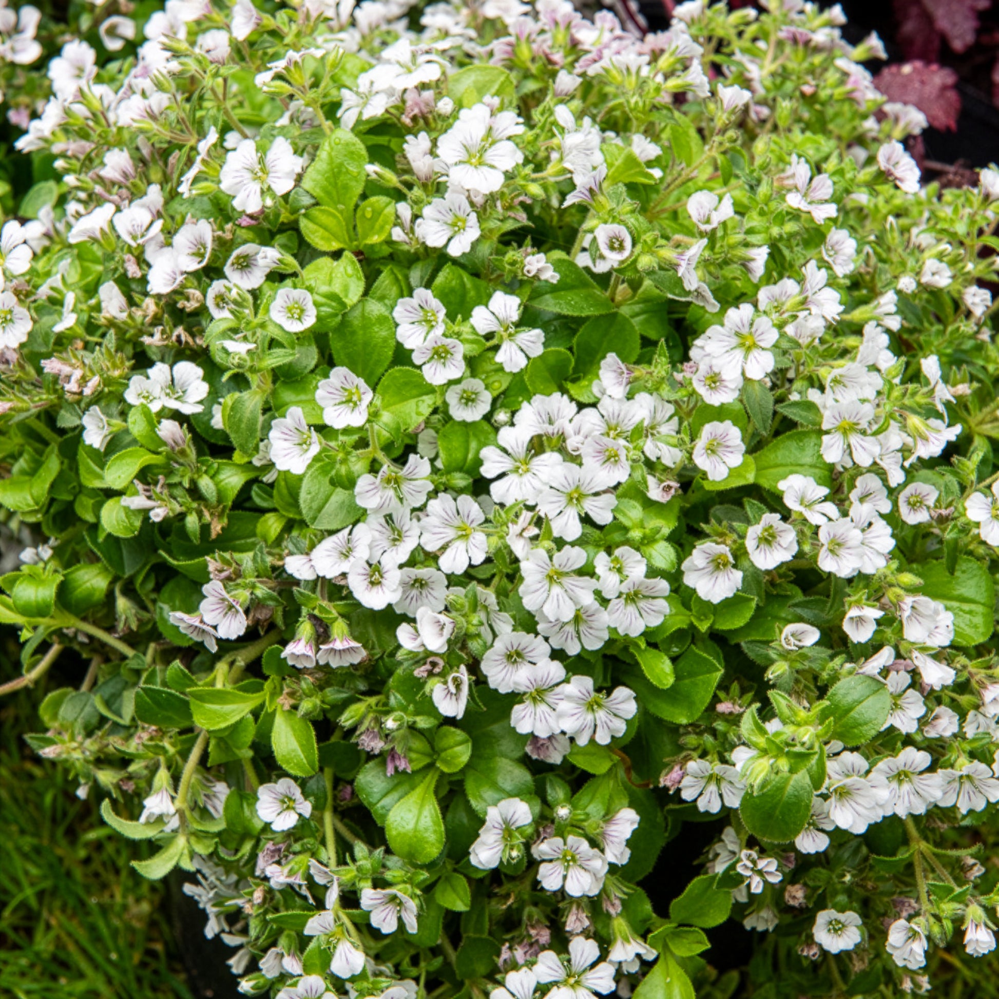 Gipskruid - Gypsophila cerastioides - Bakker