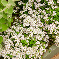 Verkoop Gipskruid - Gypsophila cerastioides